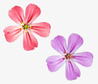 Pink And Purple Color Flowers Png Files For Free Download - Catchfly, Transparent Png, Free Download