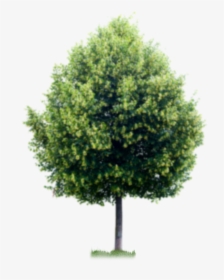 Real Tree For Photoshop, Hd Png Download , Png Download - Tree Photoshop, Transparent Png, Free Download