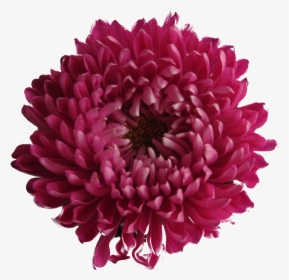 Chrysanthemum - Maroon Flowers Transparent Background, HD Png Download, Free Download