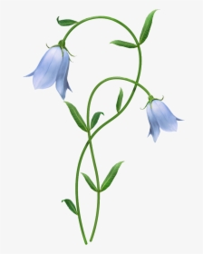 Flower Network Design Harebell Graphics Floral Portable - Blue Lily Flower Png, Transparent Png, Free Download