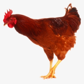 Chicken Pictures For Kids, HD Png Download, Free Download