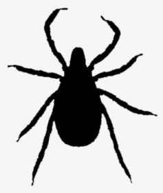 Black Ticks Insect Clipart Transparent Background Weevil Hd Png