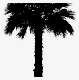 Coconut Tree Png Clipart Image For Download - Washingtonia Palm Trees Png, Transparent Png, Free Download