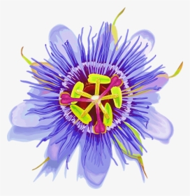 Purple Passionflower, HD Png Download, Free Download