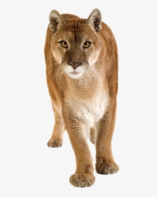 Puma-concolor - Mountain Lion White Background, HD Png Download, Free Download