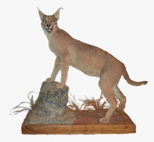 Caracal Full Mount Cr1 - Caracal Png, Transparent Png, Free Download