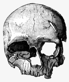 Em Png Quero Imagem - Cro Magnon Skull Drawings, Transparent Png, Free Download