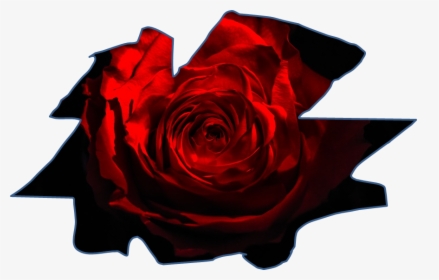 Rosa Dark, HD Png Download, Free Download
