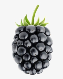 Rubus - Blackberry Fruit, HD Png Download, Free Download