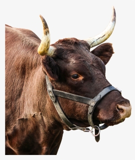 Bull Horns Png - Real Bull Head Png, Transparent Png, Free Download