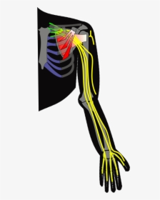 Ch13 Brachial Plexus - Brachial Plexus Unlabeled Arm, HD Png Download, Free Download