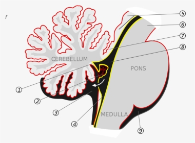 Inferior Medullary Velum, HD Png Download, Free Download