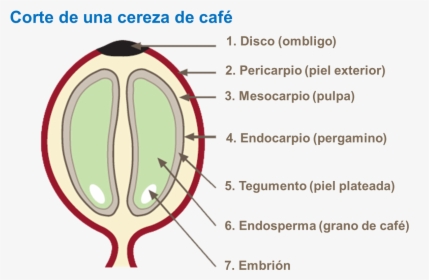 Embrion Del Grano De Cafe, HD Png Download, Free Download