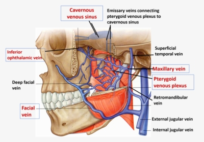 Pterygoid Venous Plexus - Pterygoid Plexus And Cavernous Sinus, HD Png Download, Free Download