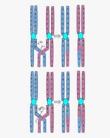 Chromosomal Crossing Over - Crossing Over Of Chromosomes, HD Png Download, Free Download