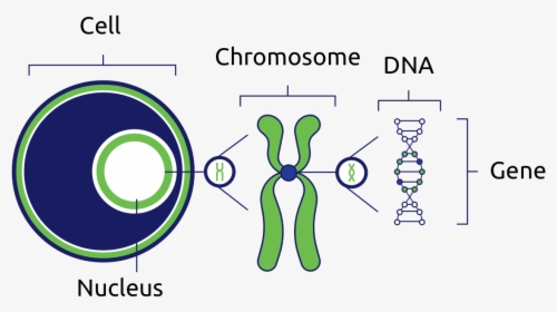 Chromosome Building Block, HD Png Download, Free Download