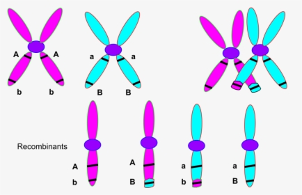 Chromosome Theory, HD Png Download, Free Download