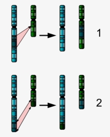 Two Chromosome Mutations - Mutacja Chromosomowa, HD Png Download, Free Download