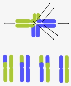 Angle,symmetry,area - Chromosomal Translocation Clipart, HD Png Download, Free Download