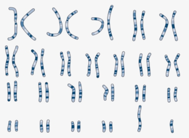 Karyotype Art, HD Png Download, Free Download