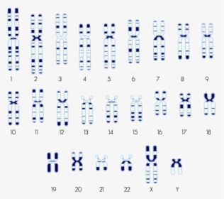 Snp Location In Chromosome, HD Png Download, Free Download