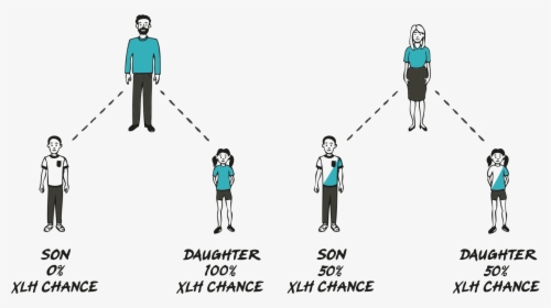 X & Y Chromosome Inheritance Patterns Of Xlh - Genes Matter, HD Png ...