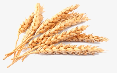 Whole Germ,food Family,einkorn Repens,rye,cereal - Transparent Background Wheat Png, Png Download, Free Download