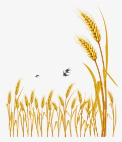 Hand Painted Cartoon Delicate Wheat Decorative - Free Vector Wheat, HD Png Download, Free Download