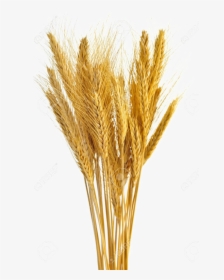 Wheat Vector Free Transparent - Wheat Stalk White Background, HD Png Download, Free Download