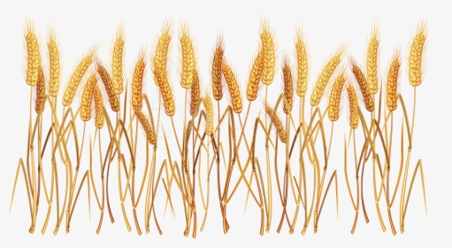 Free Png Wheat Png Images Transparent - Png Transparent Wheat Transparent Background, Png Download, Free Download