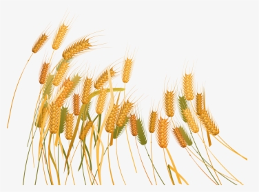 Transparent Wheat Plant Clipart - Wheat Plant Transparent Background, HD Png Download, Free Download