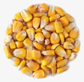Transparent Grains Png - Corn Grain Transparent, Png Download, Free Download