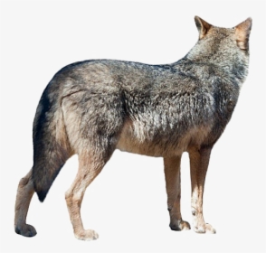 Wolf Png Transparent Image - Wolf Turned Away, Png Download, Free Download