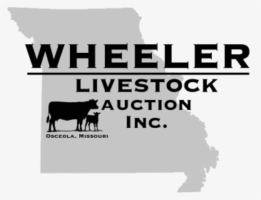 Weekly Summary Cattle Market Missouri Png Weekly Summary - Black Angus, Transparent Png, Free Download