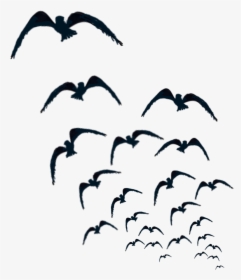 #birds #crows #krähen, HD Png Download, Free Download