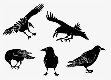 Drawing Cartoon Crows, HD Png Download, Free Download