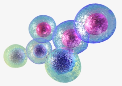 Stem Cell Transparent Background, HD Png Download, Free Download
