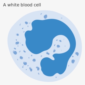 File Diagram Of A - Red Blood Cell White Blood Cell And Platelets, HD Png Download, Free Download