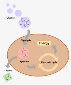 A Basic Overview Of Glucose Metabolism In Human Cells - Glucose Metabolism In Human Cells, HD Png Download, Free Download
