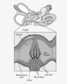 Diagram Of Receptor Cells Clip Arts - Vestibular System Black Png, Transparent Png, Free Download