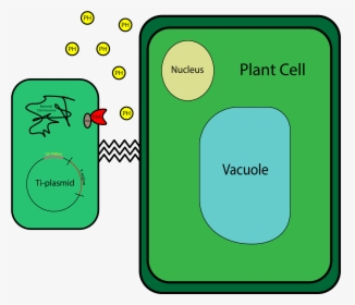 Plasmid In Plant Cells , Png Download - Illustration, Transparent Png, Free Download