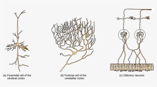 Part A Shows A Pyramidal Cell With Two Long, Branched - Cnx Org Neuron, HD Png Download, Free Download