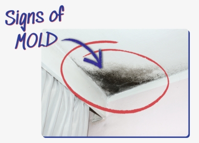 How To Detect If There Is Mold In Your Home - Sketch, HD Png Download, Free Download
