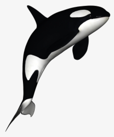 Orca Png Page, Transparent Png, Free Download