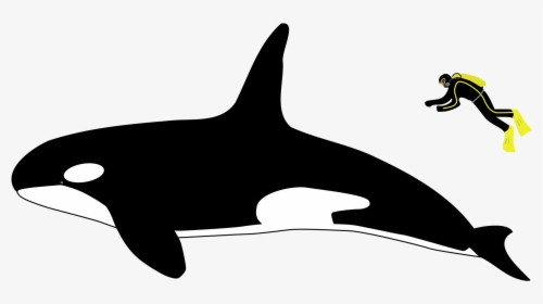 Orca Transparent Svg - Orca Vs Human Size, HD Png Download, Free Download