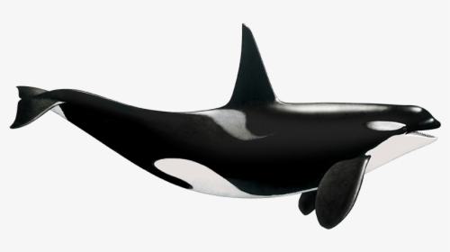 Transparent Orca Whale Png - Killer Whale, Png Download, Free Download