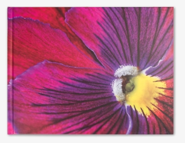 Viola Flower - Petunia, HD Png Download, Free Download