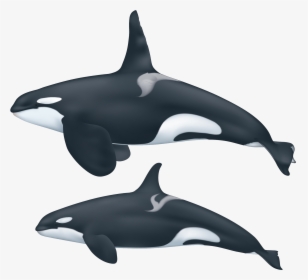 Transparent Orca Whale Png - Killer Whale Png, Png Download, Free Download