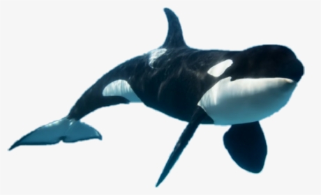 #orkid #orca - Killer Whale, HD Png Download, Free Download
