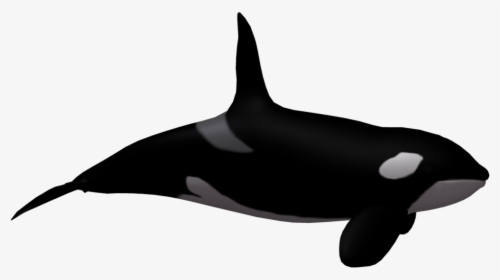 More Like Killer Whale 02 By Wolverine041269 - Sea World No Background, HD Png Download, Free Download